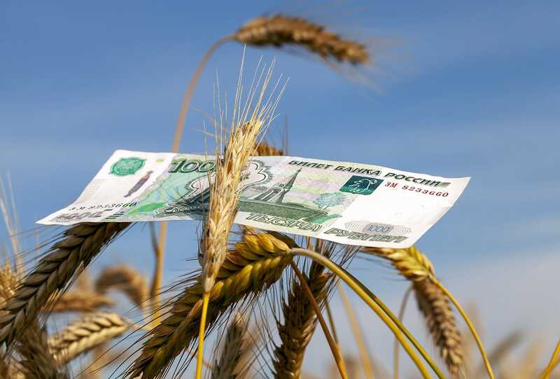 Экспорт российского зерна снижается из-за неудачи с уборочной кампанией
